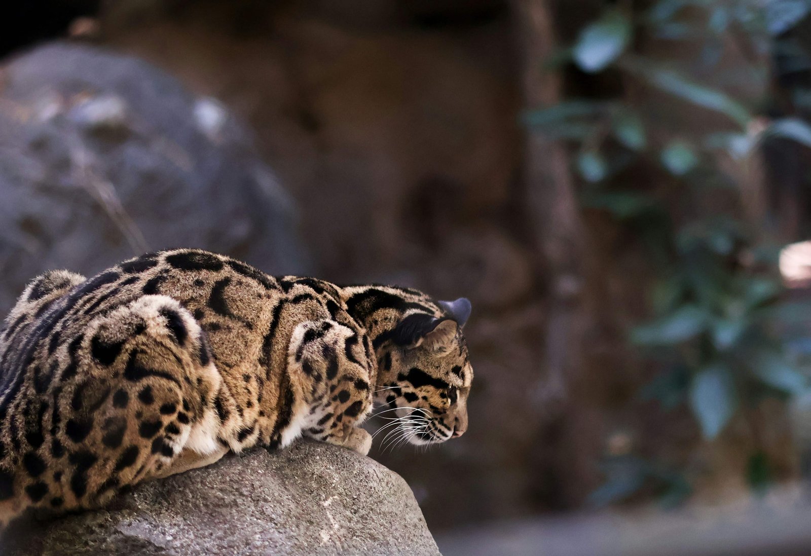 Leopard Cat