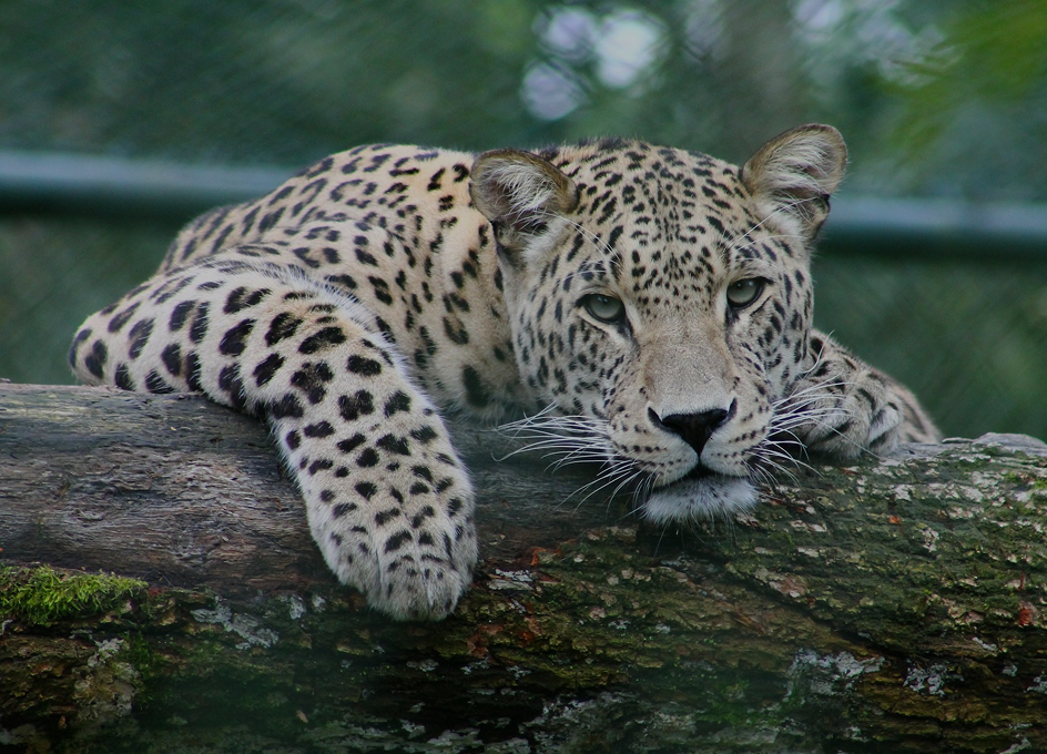 Leopard
