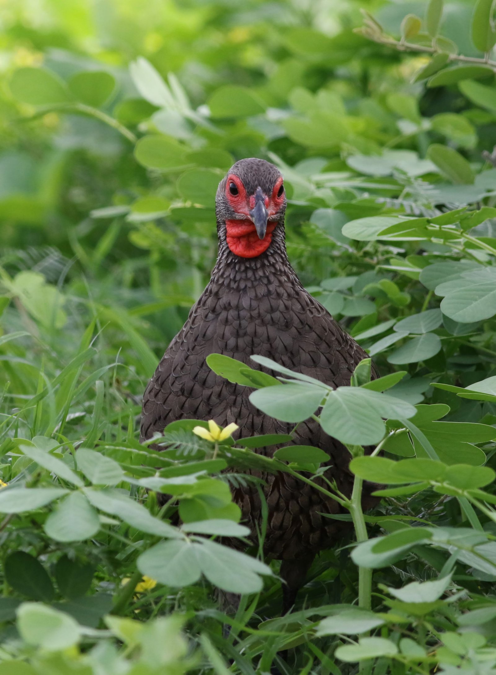 Himalayan Bird Park