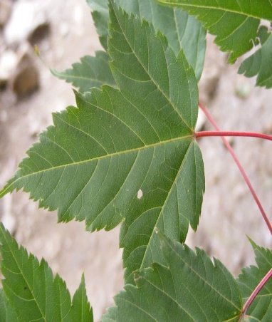 Leaves of Acer acuminatum Wall. ex D.Don