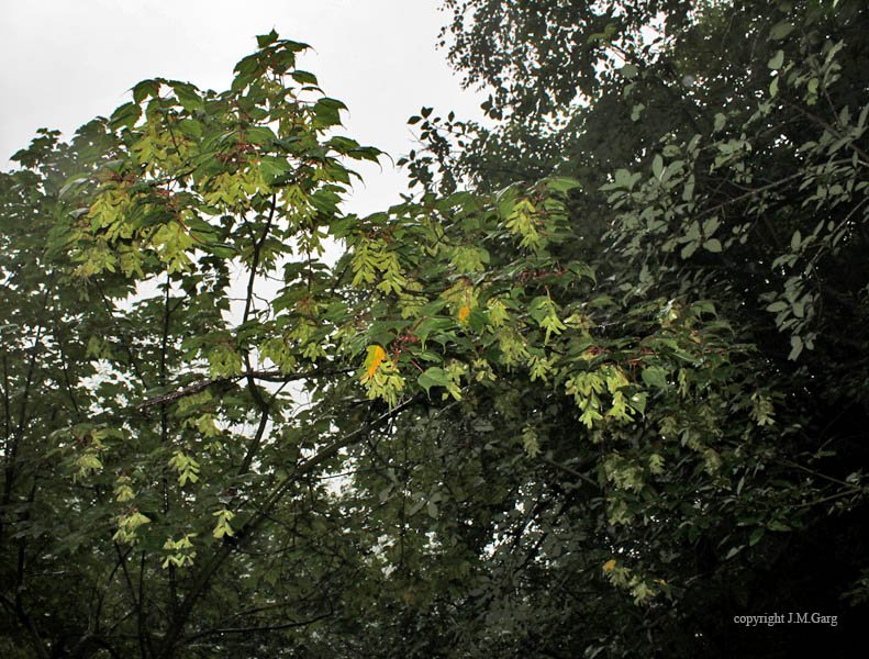 Acer sterculiaceum