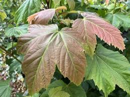 Leaves of Acer sterculiaceum