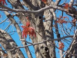 Bark of Aesculus indica (Wall. ex Cambess.) Hook.