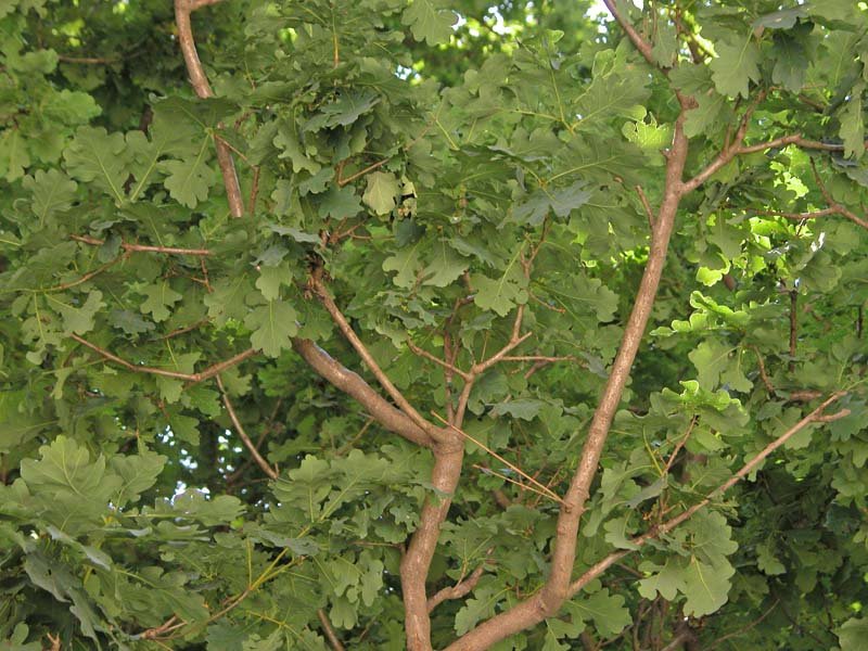 Alnus nitida (Spach) Endl.