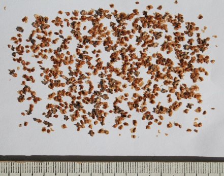 Seed of Alnus nitida (Spach) Endl.