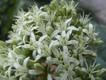 Flower of Bergera koenigii L.