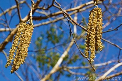Flower of Betula utilis D.Don