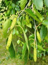 Fruit of Betula utilis D.Don