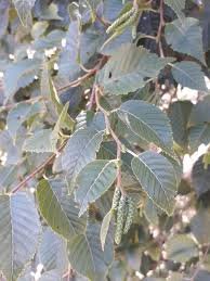 Leaves of Betula utilis D.Don