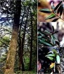 Bark of Buxus wallichiana Baill.