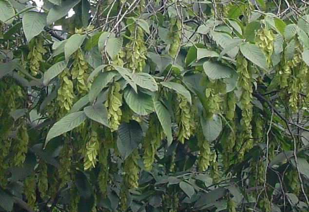 Buxus wallichiana Baill.