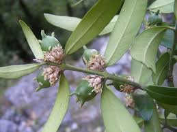 Fruit of Buxus wallichiana Baill.