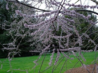 Flower of Carpinus viminea Lindl. ex Wall.