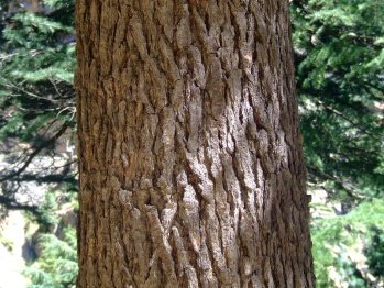Bark of Cedrus deodara (Roxb. ex D.Don) G.Don