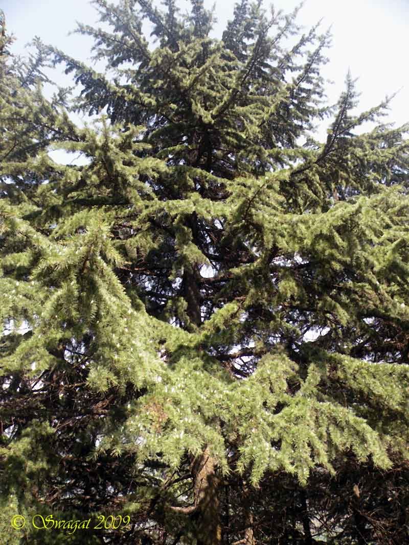 Cedrus deodara (Roxb. ex D.Don) G.Don