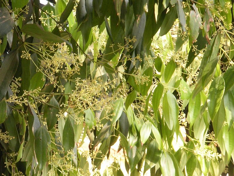 Cinnamomum tamala (Buch.-Ham.) T.Nees & C.H.Eberm.