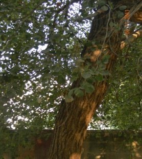 Bark of Dalbergia sissoo Roxb. ex DC.