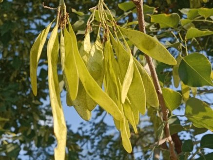 Fruit of Dalbergia sissoo Roxb. ex DC.