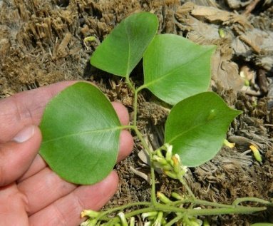 Leaves of Dalbergia sissoo Roxb. ex DC.