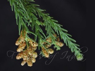 Flower of Drepanostachyum falcatum (Nees) Keng f.