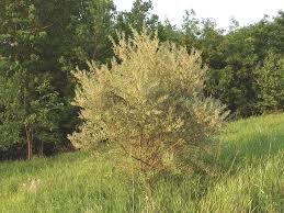 Bark of Elaeagnus umbellata Thunb