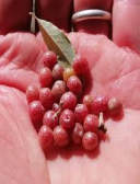 Seed of Elaeagnus umbellata Thunb