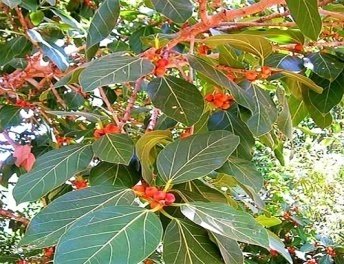 Flower of Ficus palmata Forssk.