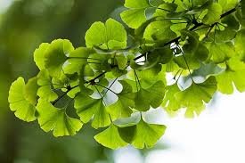 Leaves of Ginkgo biloba L.