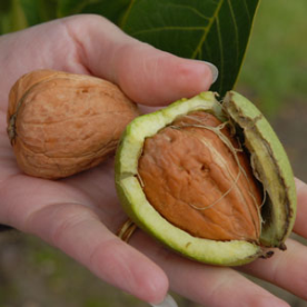 Seed of Juglans nigra L.