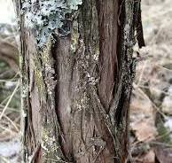 Bark of Juniperus communis L.