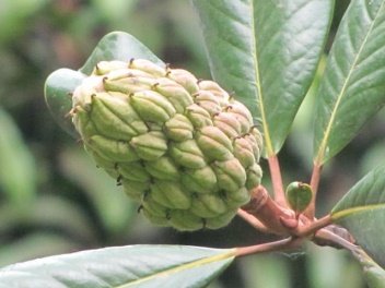 Fruit of Magnolia grandiflora L.