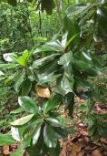 Leaves of Magnolia grandiflora L.
