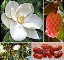 Seed of Magnolia grandiflora L.