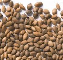 Seed of Morus alba L.