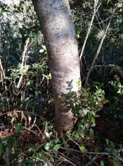 Bark of Myrica esculenta Buch.-Ham. ex D.Don