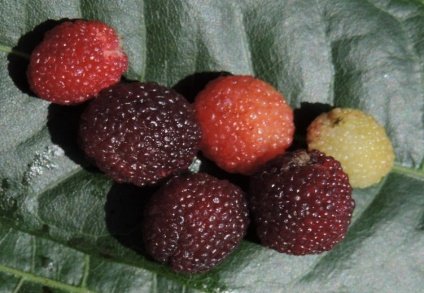 Fruit of Myrica esculenta Buch.-Ham. ex D.Don