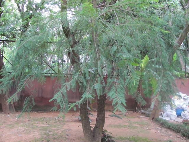 Phyllanthus emblica L.