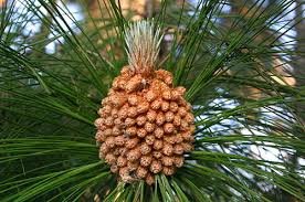 Flower of Pinus roxburghii Sarg.