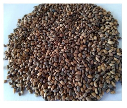 Seed of Pinus roxburghii Sarg.