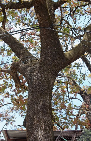 Pistacia chinensis subsp. Integerrima