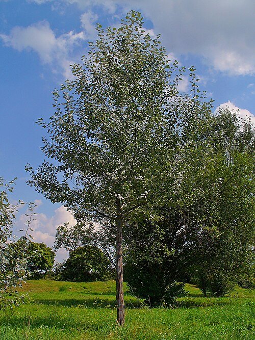 Populus alba L.