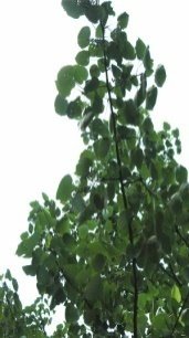 Flower of Populus ciliata Wall. ex Royle