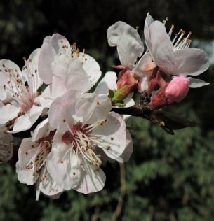 Flower of Prunus armeniaca L.