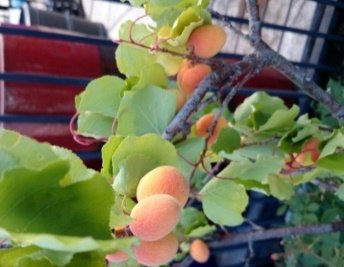 Fruit of Prunus armeniaca L.