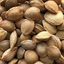 Seed of Prunus armeniaca L.