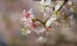 Flower of Prunus cerasoides Buch.-Ham. ex D.Don