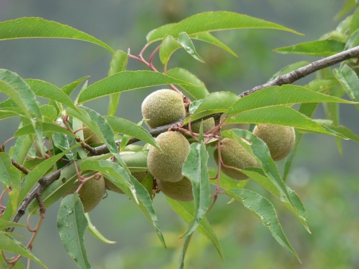 Prunus mira Koehne
