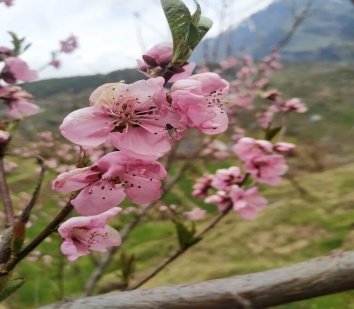 Flower of Prunus mira Koehne