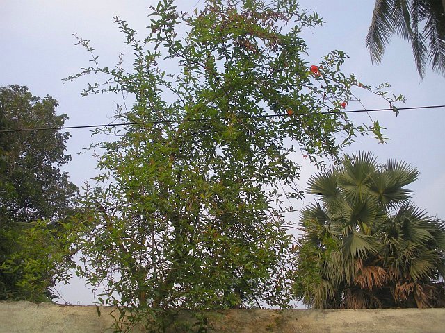 Punica granatum L.