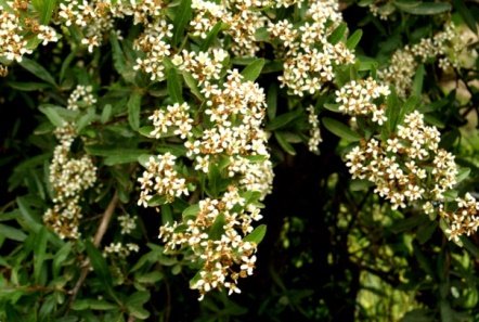 Flower of Pyracantha crenulata (D.Don) M.Roem.